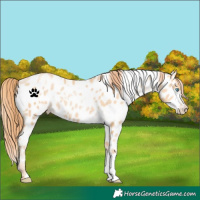 Horse Color:White Spotted Amber Champagne Pearl Appaloosa 