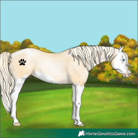 Horse Color:Palomino Pearl Splash 