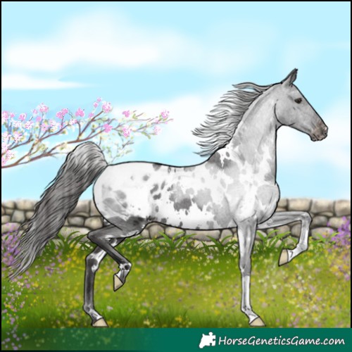 Horse Color:White Spotted Liver Chestnut Appaloosa 