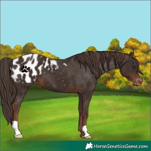 Horse Color:Liver Chestnut Appaloosa 