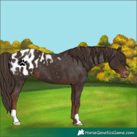 Horse Color:Liver Chestnut Appaloosa