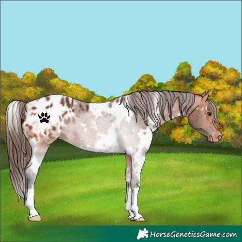 Horse Color:White Spotted Bay Appaloosa 