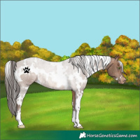 Horse Color:White Spotted Sable Champagne Appaloosa 