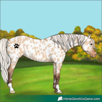 Horse Color:Silver Bay Dun Near Leopard