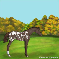 Horse Color:Liver Chestnut Appaloosa 