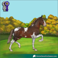 Horse Color:Liver Chestnut Splash Tobiano Frame 