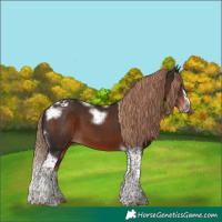 Horse Color:Liver Chestnut Splash Tobiano Frame