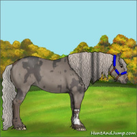 Horse Color:Grullo  and Silver Grullo 