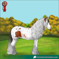 Horse Color:Bay Splash Tobiano 