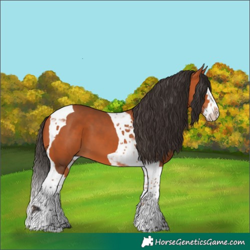 Horse Color:Bay Splash Tobiano