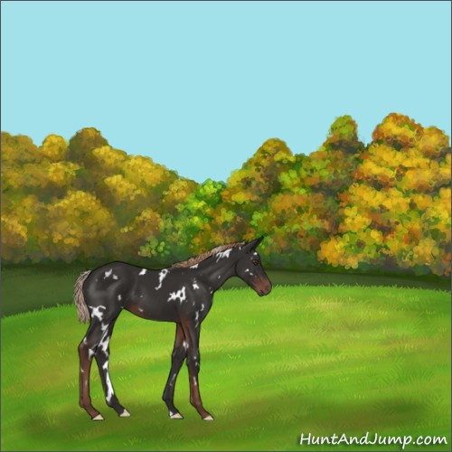 Horse Color:White Spotted Liver Chestnut 