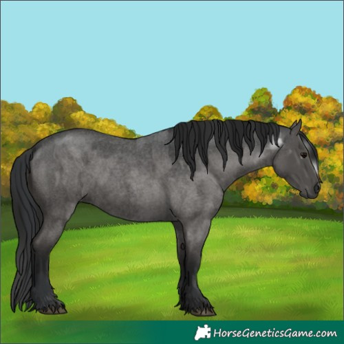 Horse Color:Unknown 