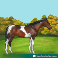 Horse Color:Brown Tobiano