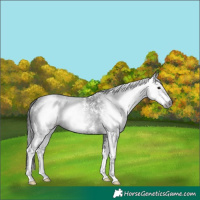 Horse Color:Gray Black Sabino