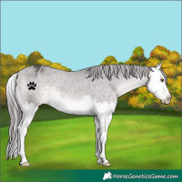Horse Color:Platinum Buckskin Splash Varnish