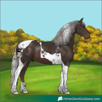 Horse Color:Silver Brown Tobiano 