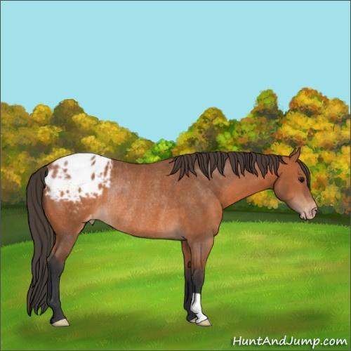 Horse Color:Bay Appaloosa Rabicano 