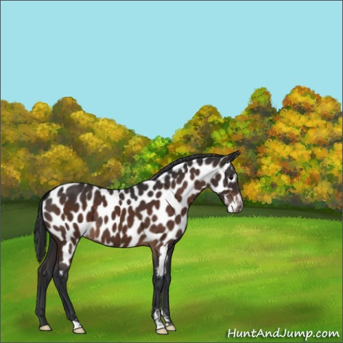Horse Color:Brown Sabino Appaloosa 