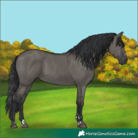 Horse Color:Grullo and Grullo