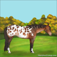 Horse Color:Bay Appaloosa 