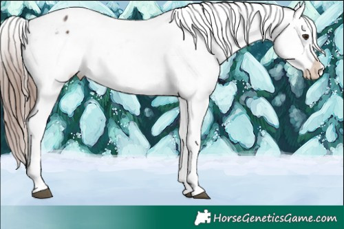 Horse Color:White Spotted Liver Chestnut Appaloosa Rabicano 