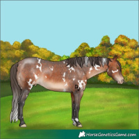 Horse Color:White Spotted Bay Appaloosa