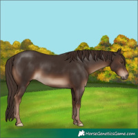 Horse Color:Liver Chestnut 