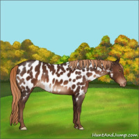 Horse Color:Liver Chestnut Appaloosa 