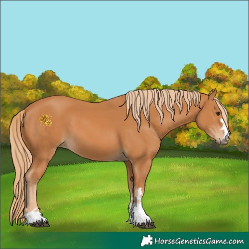 Horse Color:Chestnut 