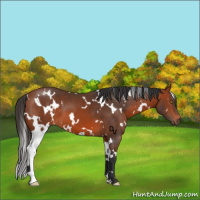 Horse Color:White Spotted Bay 