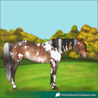 Horse Color:White Spotted Bay Rabicano 