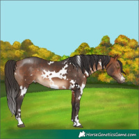 Horse Color:White Spotted Bay Rabicano
