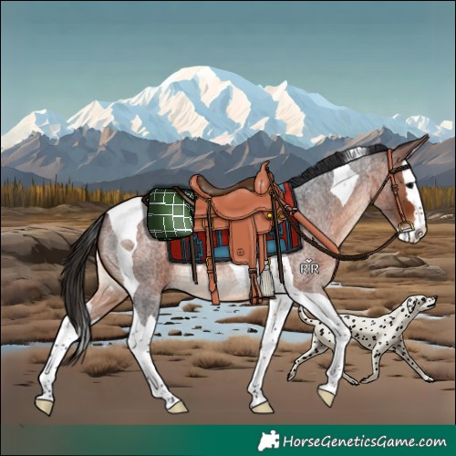 Horse Color:Brown Roan Splash Tobiano 