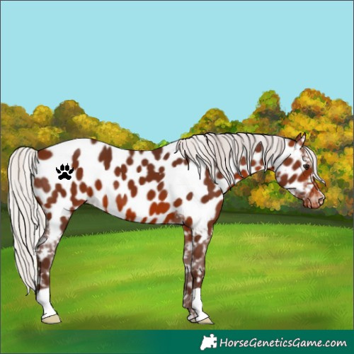Horse Color:Silver Brown Near Leopard 