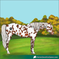 Horse Color:Silver Brown Near Leopard