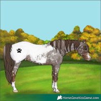 Horse Color:Liver Red Roan Snowcap
