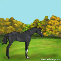 Horse Color:Black 