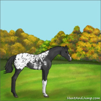 Horse Color:Black Appaloosa 