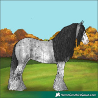 Horse Color:Blue Roan Sabino Splash  and Blue Roan Sabino Splash 