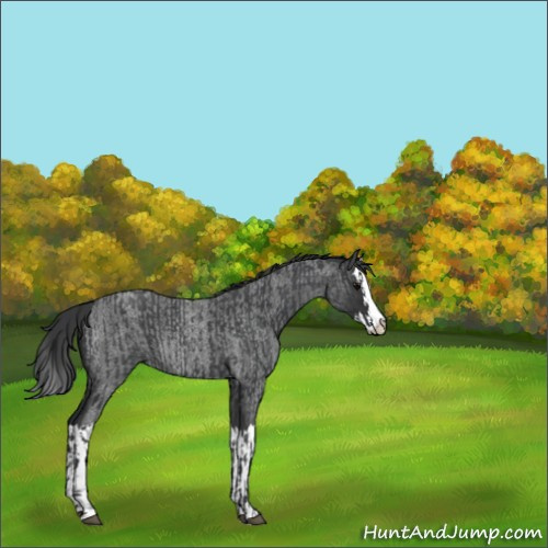 Horse Color:Blue Roan Sabino Splash and Blue Roan Sabino Splash