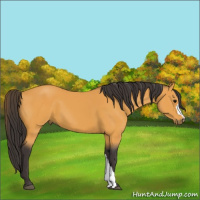 Horse Color:Buckskin 