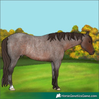 Horse Color:Liver Red Roan Rabicano