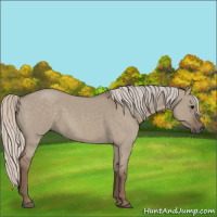 Horse Color:Silver Grullo Roan