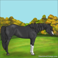 Horse Color:Black 