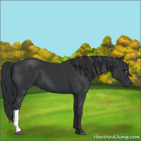 Horse Color:Black 