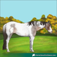 Horse Color:Liver Red Roan Tobiano Frame 