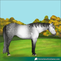 Horse Color:Gray White Spotted Black