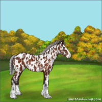 Horse Color:Bay Sabino Splash Near Leopard  and Silver Bay Sabino Splash Near Leopard 