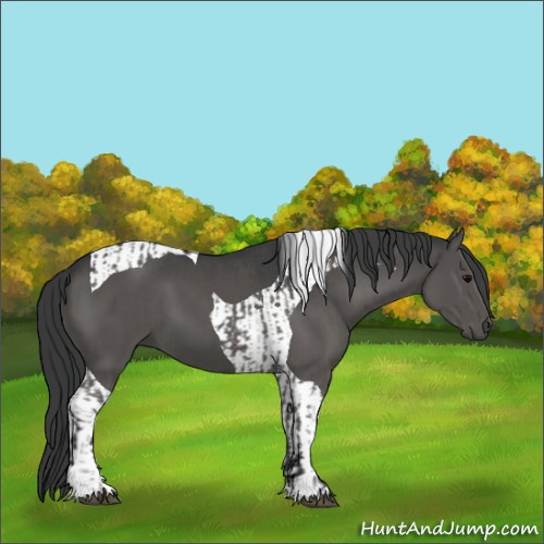 Horse Color:Grullo and Grullo Tobiano