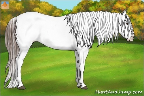 Horse Color:Liver Chestnut Appaloosa  Brindle